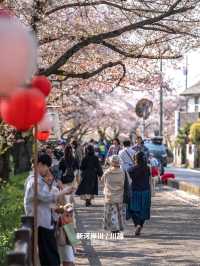 【雑誌風】東京周辺の桜撮影スポット７選！FOCUS Vol.002
