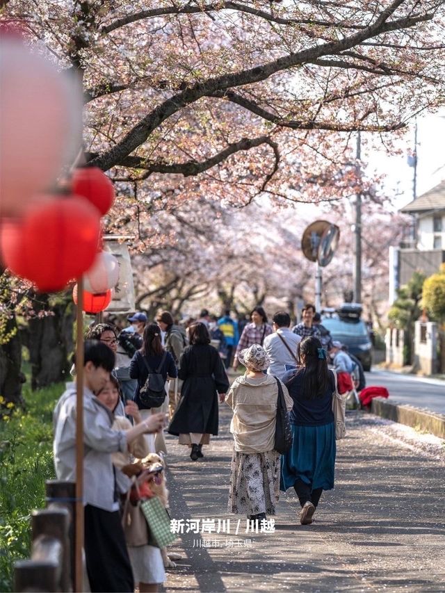 【雑誌風】東京周辺の桜撮影スポット７選！FOCUS Vol.002