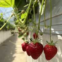 Strawberry Picking at Nagashima Farm, Misaki Station