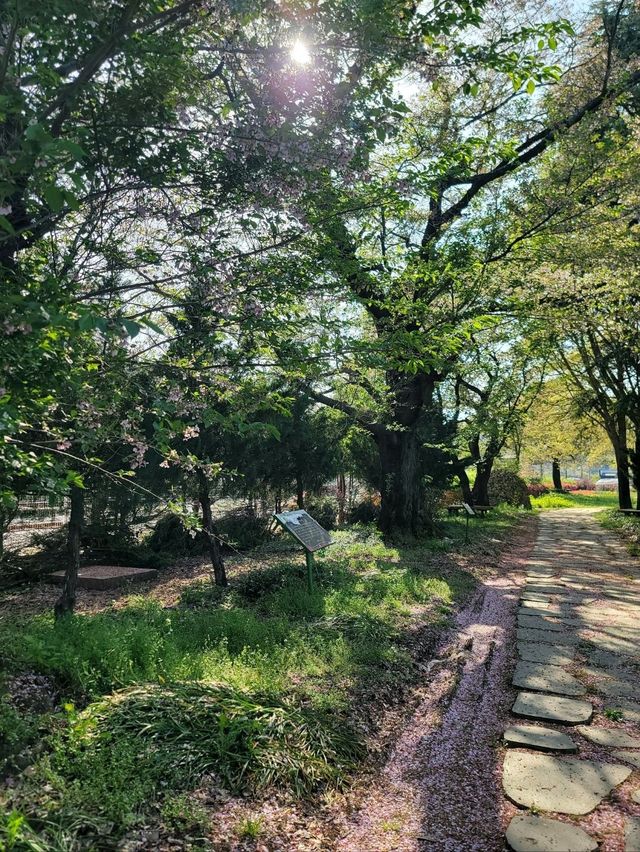 봄향기 피어나던 보성 득량역🌸