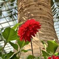景點-新加坡🇸🇬三大植物園［濱海灣花園雲霧林、花穹、胡姬花園］
