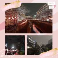 目黑川賞夜櫻🥰