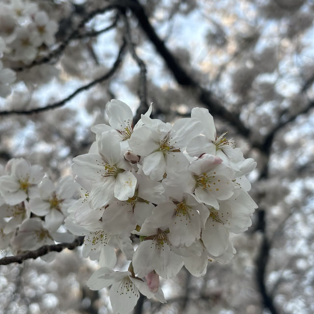 三田　桜スポット！めっちゃ穴場でびっくり💕