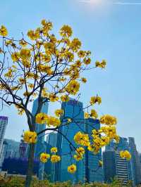 【中環】中環海濱、香港摩天輪：草坪上郊遊野餐，摩天輪上欣賞晚霞
