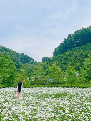 🤍함안 샤스타데이지군락!! 경남근교 제일 예쁜 곳🤍
