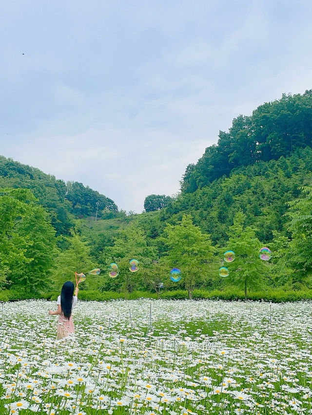 🤍함안 샤스타데이지군락!! 경남근교 제일 예쁜 곳🤍