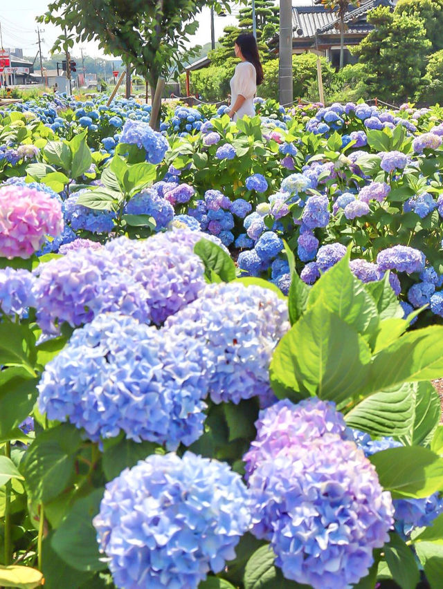 【熊本】本当は秘密にしたい！穴場あじさい畑