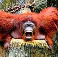 Taiping Zoo and Night Safari