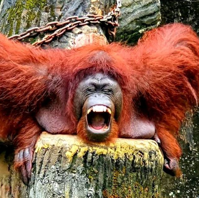Taiping Zoo and Night Safari