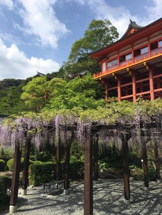 Kyushu Flower Viewing Spots