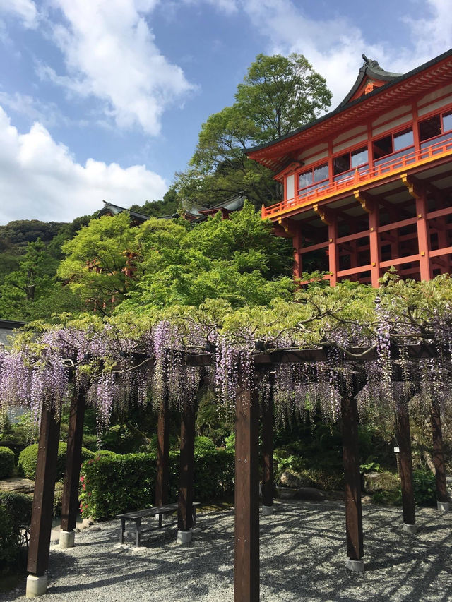 九州賞花景點