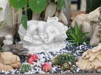 เที่ยวชม cactus ที่ Chan nature cafe 