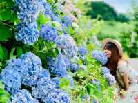 Ajisai @ Hydrangea in Niigata 