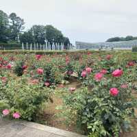 【Tokyo🇯🇵】神代植物公園🌹🌹