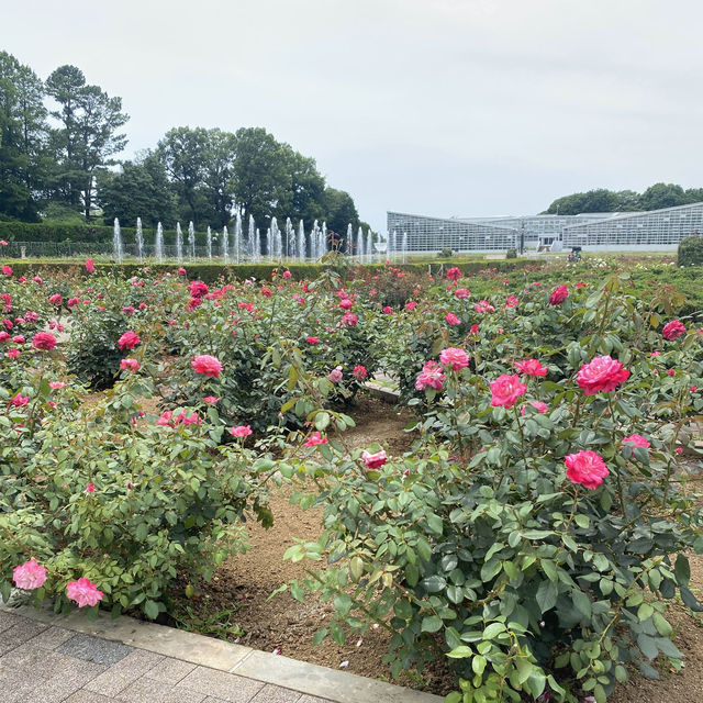 【Tokyo🇯🇵】神代植物公園🌹🌹