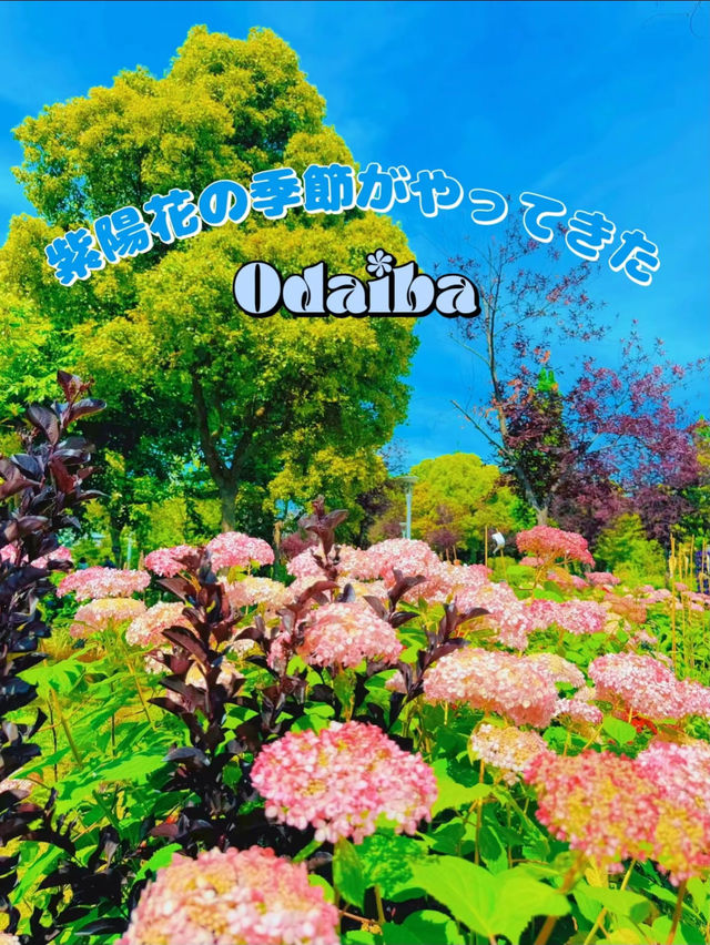 【東京】カラフルな紫陽花がかわいい🤍おすすめ紫陽花スポット💜