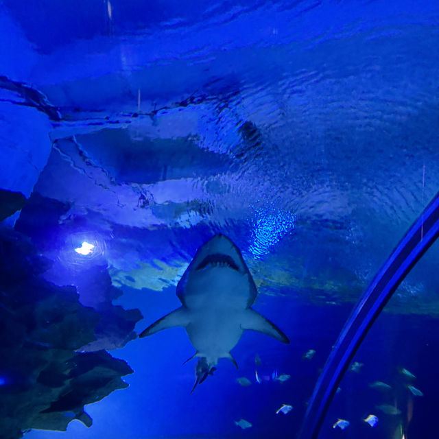🇲🇾 潛入吉隆坡的藍色心臟！Aquaria KLCC 水族館，一場與微笑魟魚共舞的城市冒險！🦈✨
