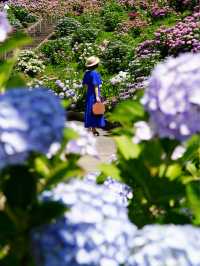 圧巻の紫陽花グラデ💠一度は行きたい愛知のあじさい名所☺️💠