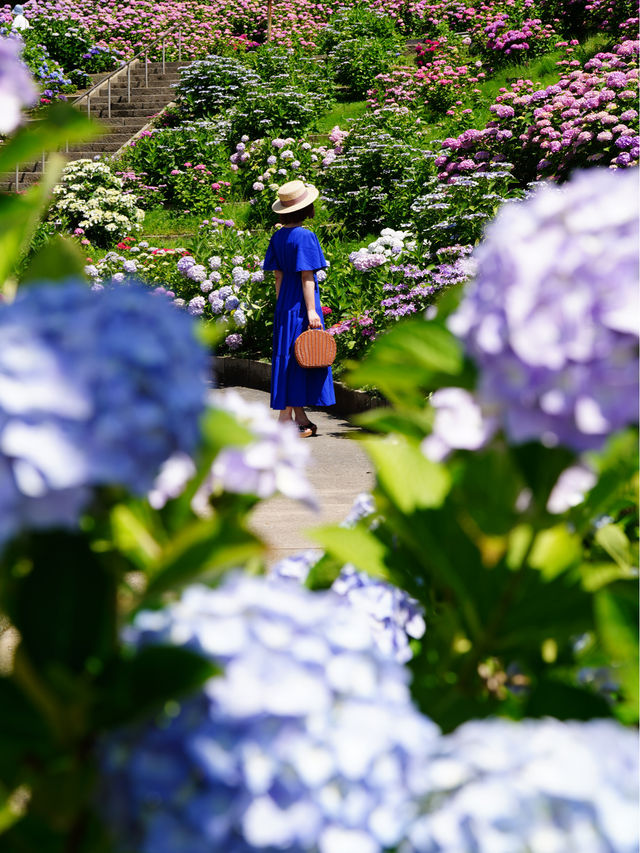 圧巻の紫陽花グラデ💠一度は行きたい愛知のあじさい名所☺️💠
