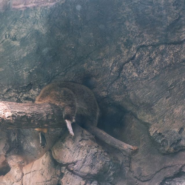 【インドネシア】ジャカルタで動物園に行くならラグナン動物園