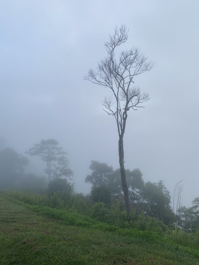 ดอยเสมอดาว | น่าน 🏕️🌳⛰️💫