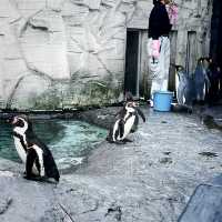 【北海道/旭川　動物達の行動を間近で見られる工夫を凝らした動物園】