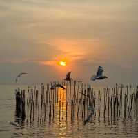 พาดูนกนางนวล บางปู 🕊️