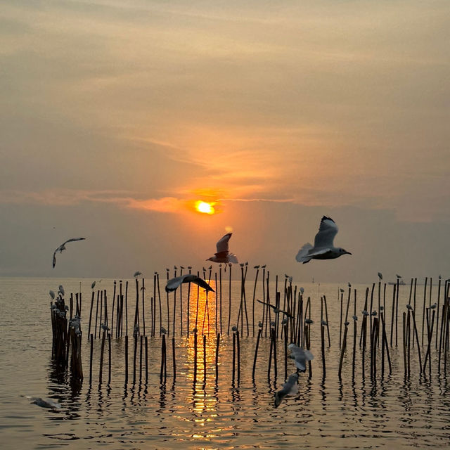 พาดูนกนางนวล บางปู 🕊️
