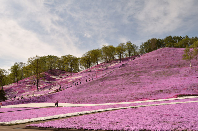 ひがしもこと芝桜公園