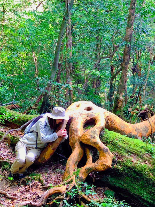 まるでジブリの世界🌿苔むす白谷雲水峡🌿