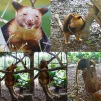 🦦🦧🦍🐟🐗新加坡奇妙野生動物園🦒🦘🐘🦚🐿️