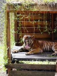 珍しい動物がたくさん！【ロッカウィ動物園】