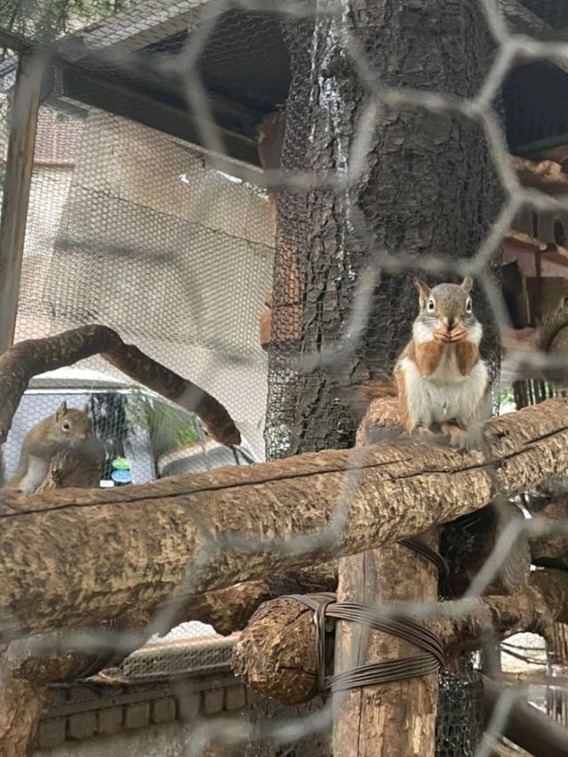【大分・湯布院】ノスタルジックな街を歩くひとり旅