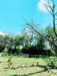 【バリ島】可愛い動物に沢山出会えるサファリ&マリンパーク