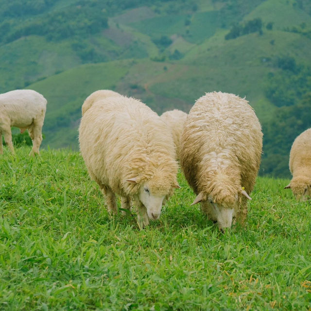 น่ารักเกินต้าน! Akha Farmville  🐑🌳
