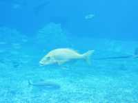 【沖繩美麗海水族館】與鯨鯊玩遊戲