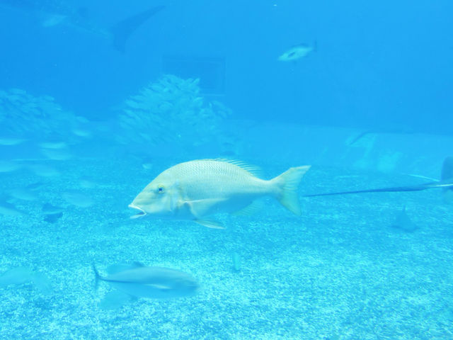 【沖繩美麗海水族館】與鯨鯊玩遊戲