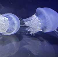 鶴岡駅からバスで40分！『加茂水族館』でクラゲを見る🪼