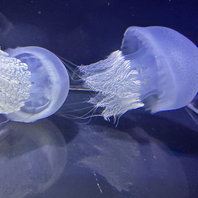 鶴岡駅からバスで40分！『加茂水族館』でクラゲを見る🪼