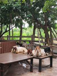 ไปกินข้าว ให้อาหารสัตว์ ใกล้กรุงเทพกัน