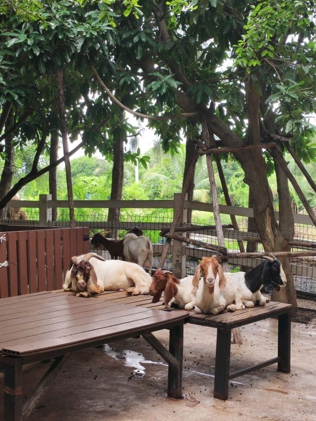 ไปกินข้าว ให้อาหารสัตว์ ใกล้กรุงเทพกัน