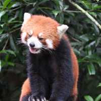An Enchanting Encounter: Spotting Red Pandas in Panda Valley