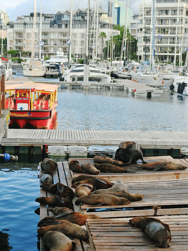 V&A Waterfront , Cape Town South Africa 