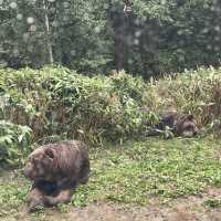 探險⚠️深入棕熊聚居地