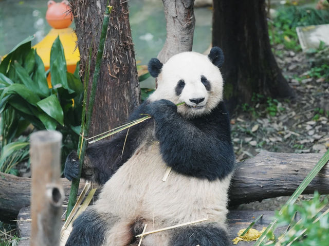 《動物園》【上海動物園】環境優美,攝影愛好者必去! 《動物園》【上海動物園】環境優美,攝影愛好者必去!