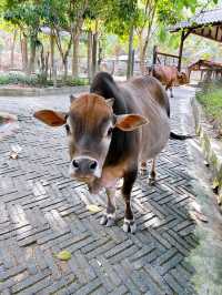 A Fun Day of Animal Encounters at Bentong Farm