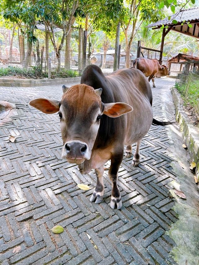 A Fun Day of Animal Encounters at Bentong Farm