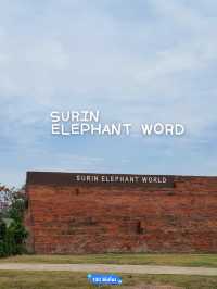 Surin Elephant Word🐘
