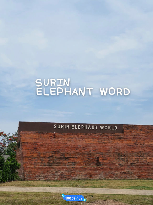 Surin Elephant Word🐘