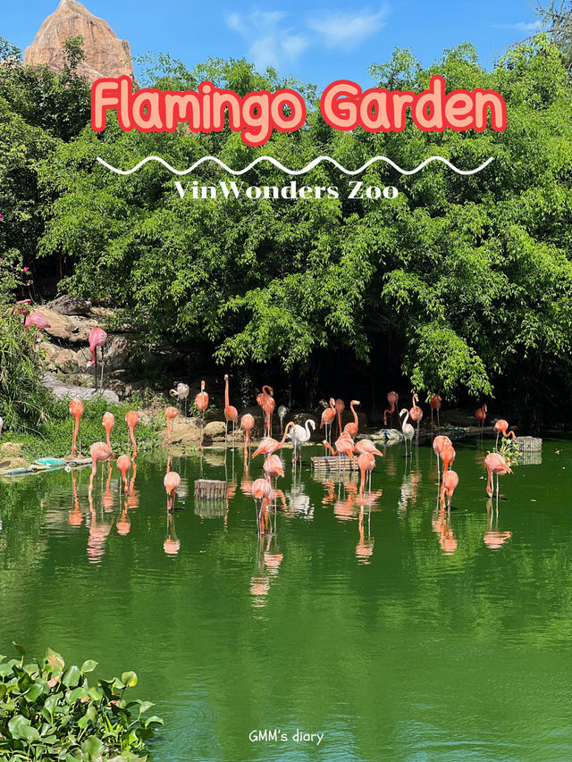 ชม Flamingo 🦩🍃 เจ้านกสีชมพูสุดหวานแหว๋ว 💖